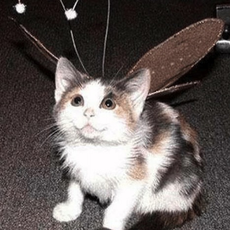 @manuel gschwend (icmgroup)